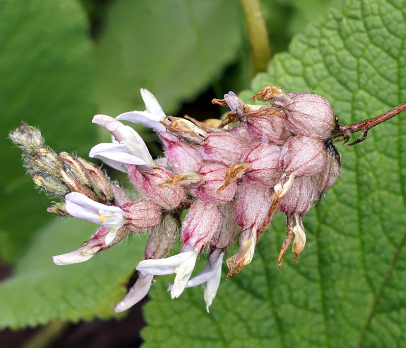 Image of Astragalus dendroides specimen.