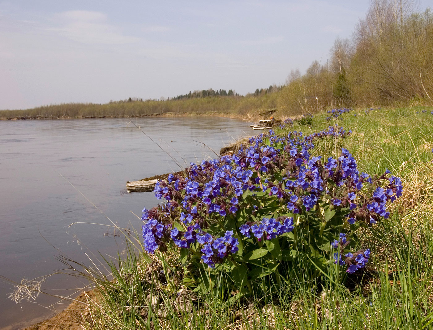 Изображение особи Pulmonaria mollis.