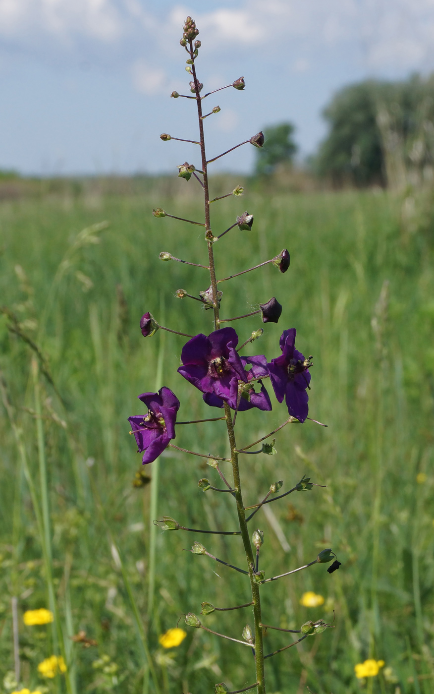 Image of Verbascum phoeniceum specimen.