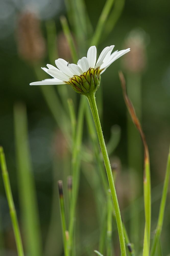 Изображение особи Leucanthemum ircutianum.