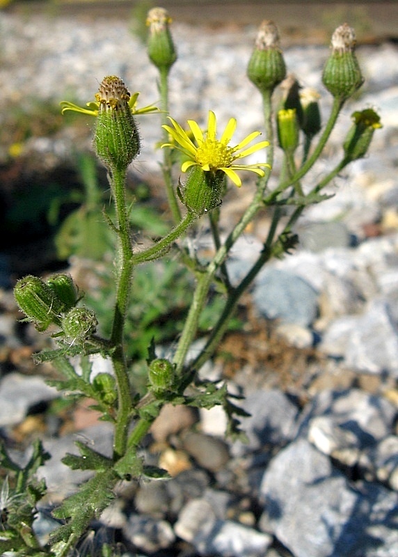 Изображение особи Senecio viscosus.