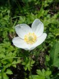 Anemone sylvestris. Цветок. Республика Мордовия, Ромодановский р-н, окр. с. Пушкино, открытый склон к долине р. Инсар. 11 июня 2009 г.