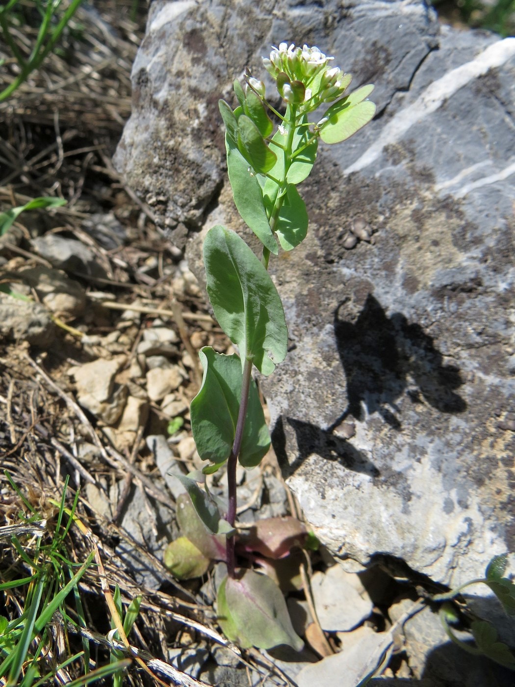 Image of Neurotropis kotschyana specimen.