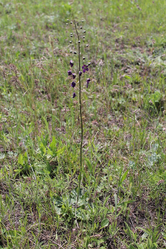 Image of Verbascum phoeniceum specimen.