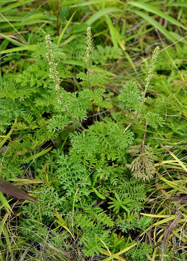 Image of Artemisia laciniata specimen.