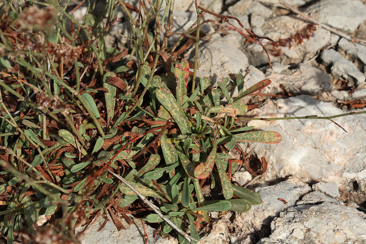 Image of Limonium virgatum specimen.