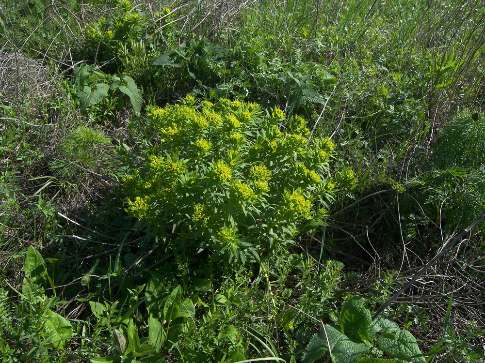 Изображение особи Euphorbia semivillosa.