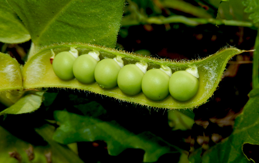 Image of Vicia narbonensis specimen.