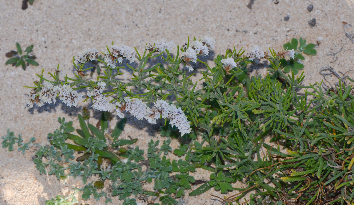 Изображение особи Limonium papillatum.