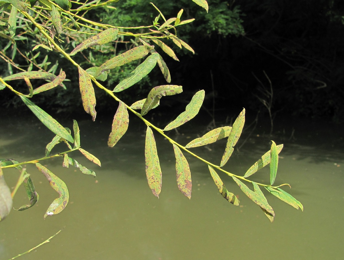 Image of Salix elbursensis specimen.