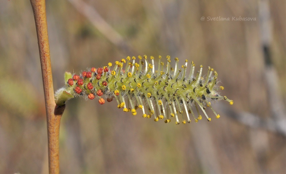 Image of genus Salix specimen.