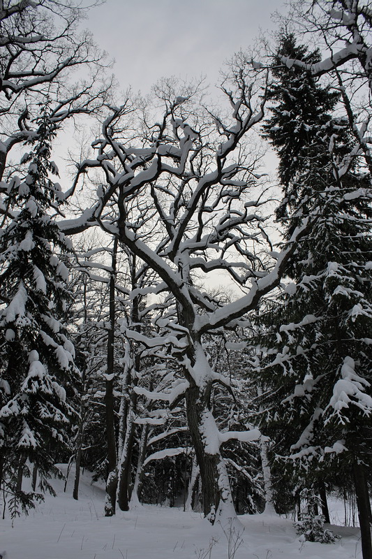 Image of Quercus robur specimen.