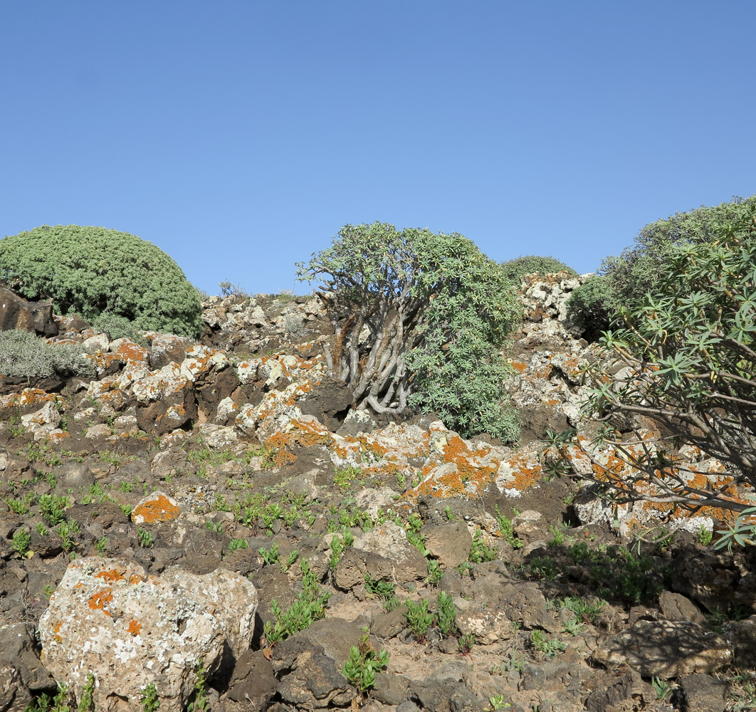 Image of Euphorbia balsamifera specimen.