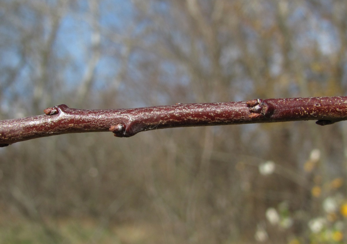 Image of Prunus cerasifera specimen.