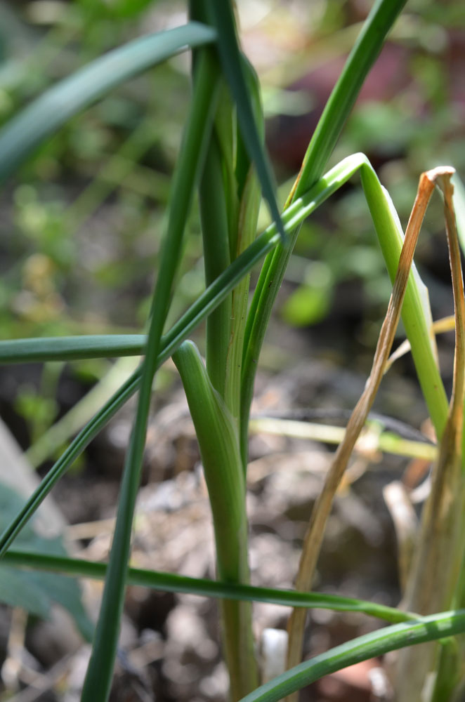 Image of genus Allium specimen.