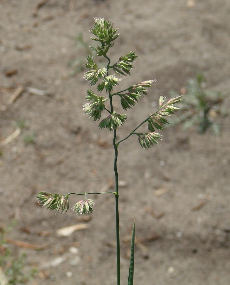 Image of Dactylis glomerata specimen.