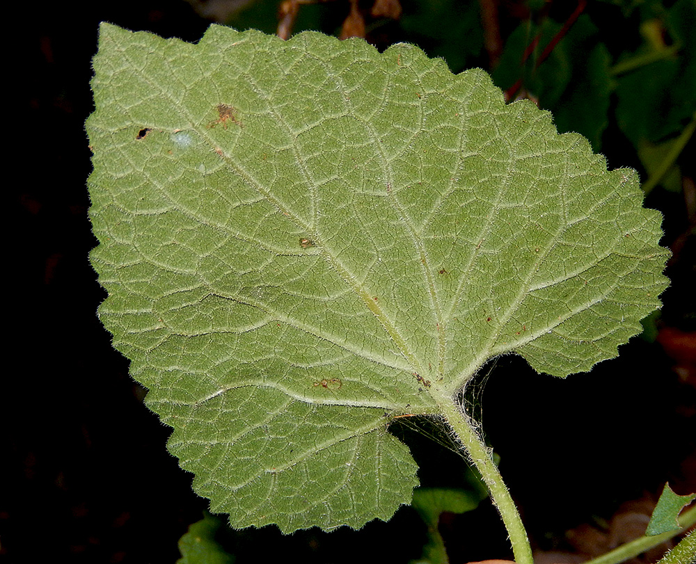 Изображение особи Campanula alliariifolia.