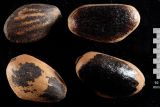 Смотреть изображение Pinus coulteri