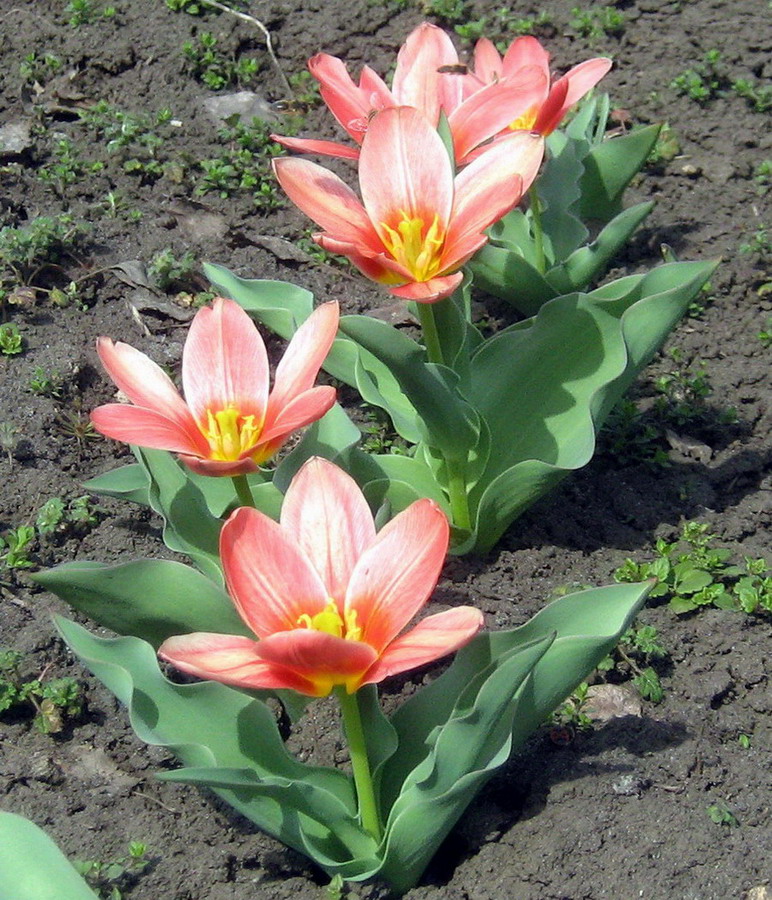 Изображение особи род Tulipa.