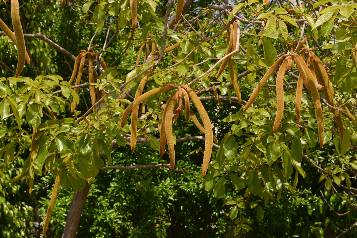 Image of Handroanthus chrysanthus specimen.