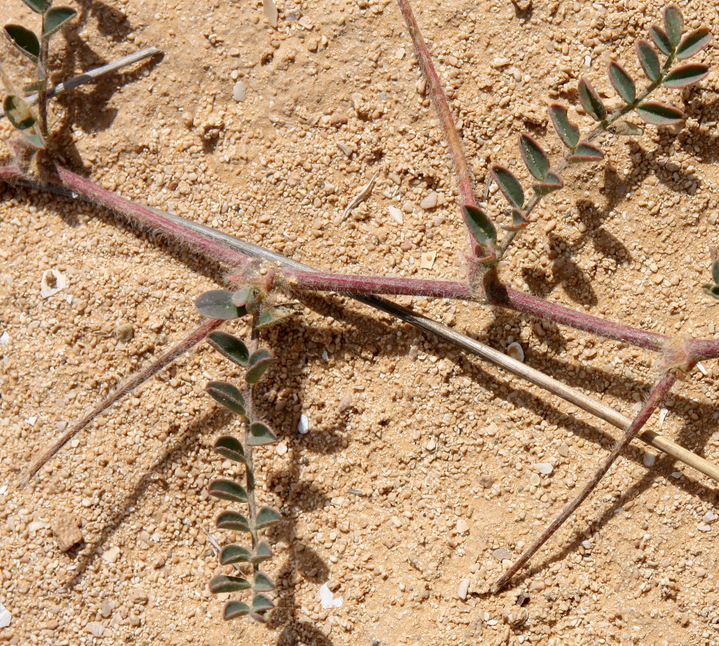 Image of Astragalus peregrinus specimen.