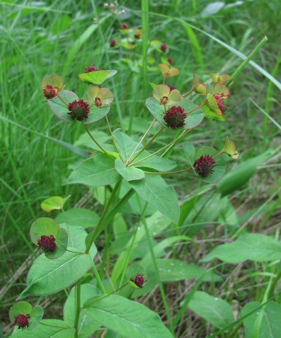 Image of Euphorbia squamosa specimen.