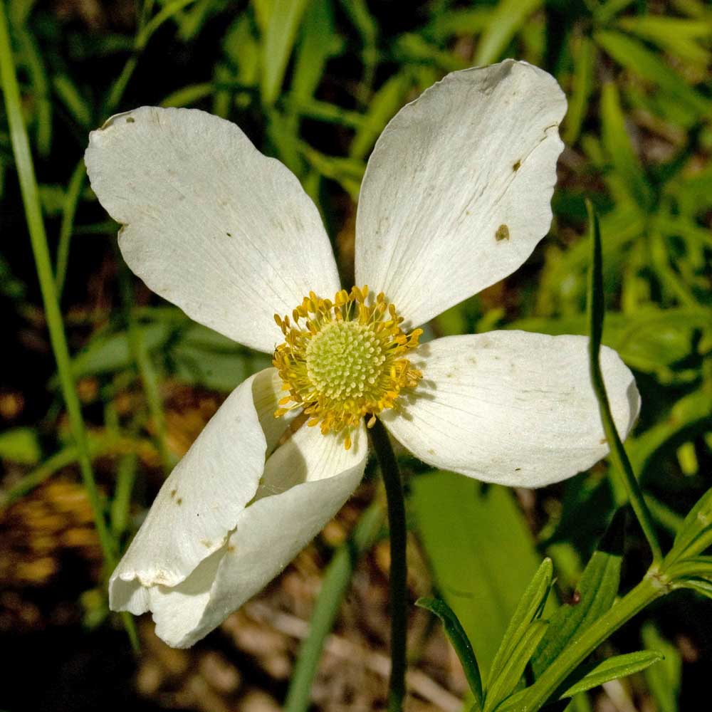 Image of Anemone sylvestris specimen.