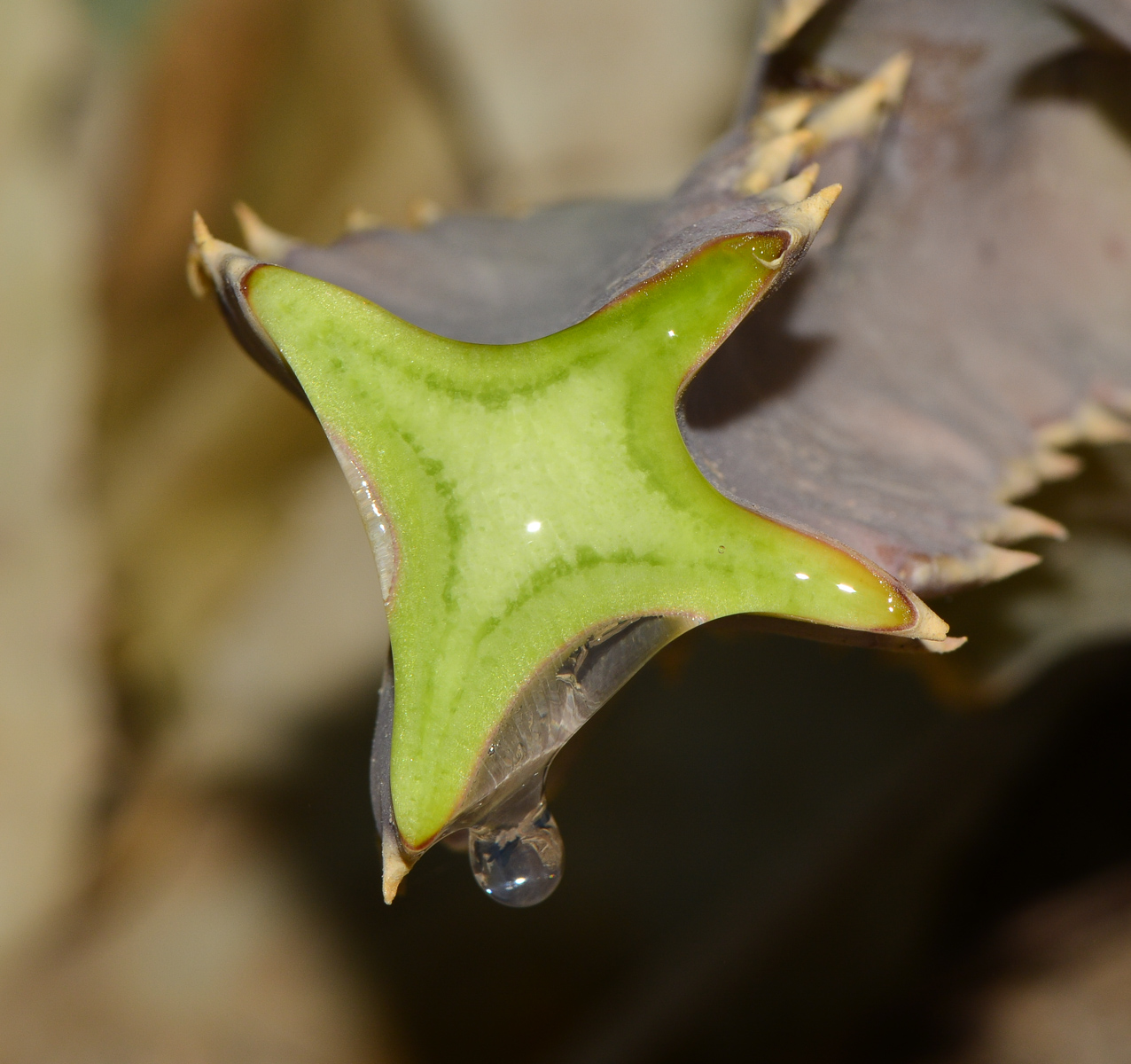 Image of Desmidorchis speciosa specimen.