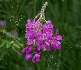 Chamaenerion angustifolium