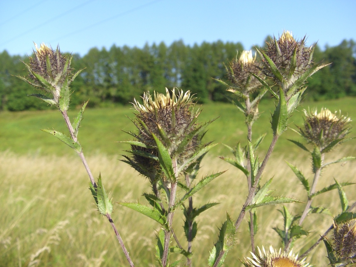 Image of Carlina intermedia specimen.