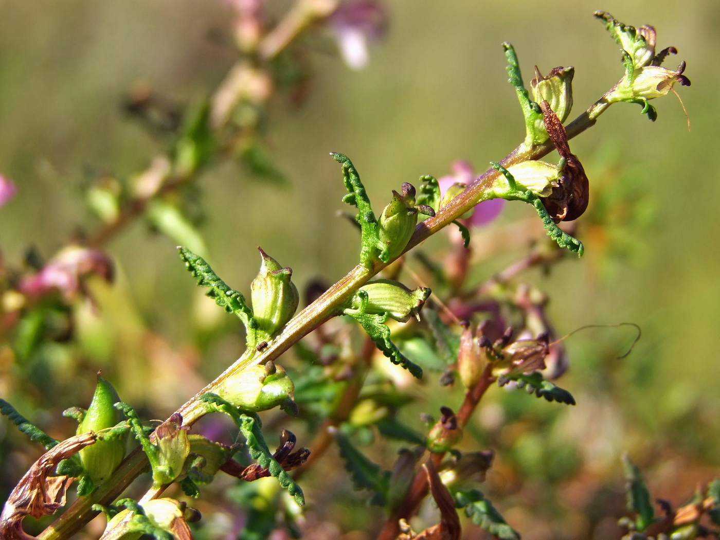 Image of Pedicularis adunca specimen.