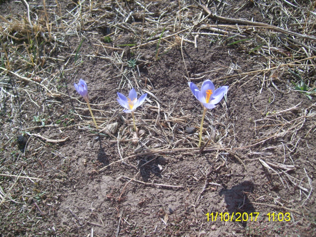 Изображение особи Crocus speciosus.