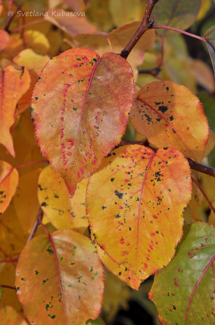 Изображение особи Pyrus ussuriensis.