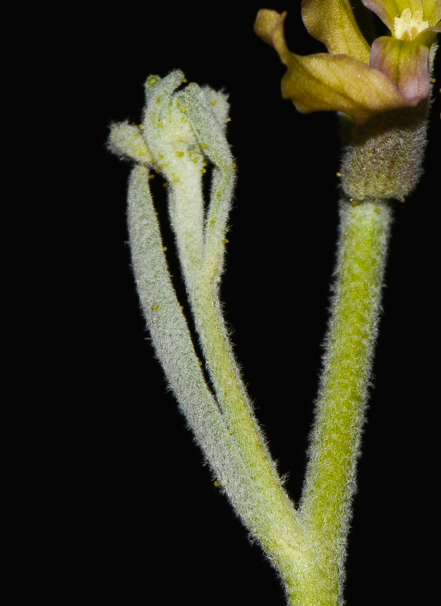 Image of Matthiola arabica specimen.