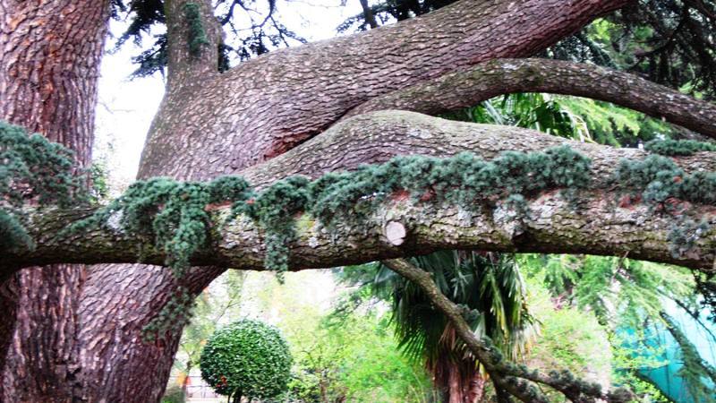 Image of Cedrus atlantica specimen.