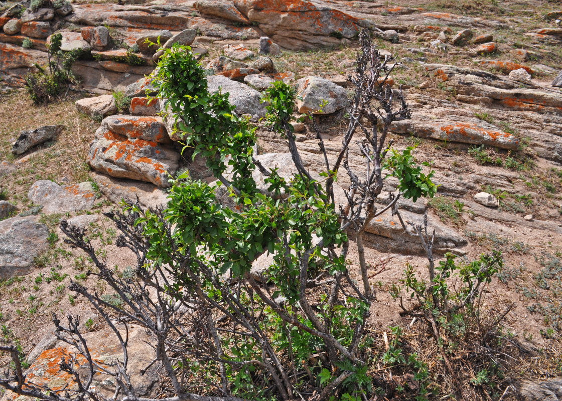 Изображение особи Amygdalus pedunculata.