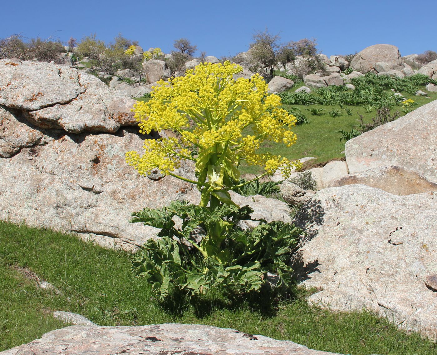 Image of Ferula kuhistanica specimen.