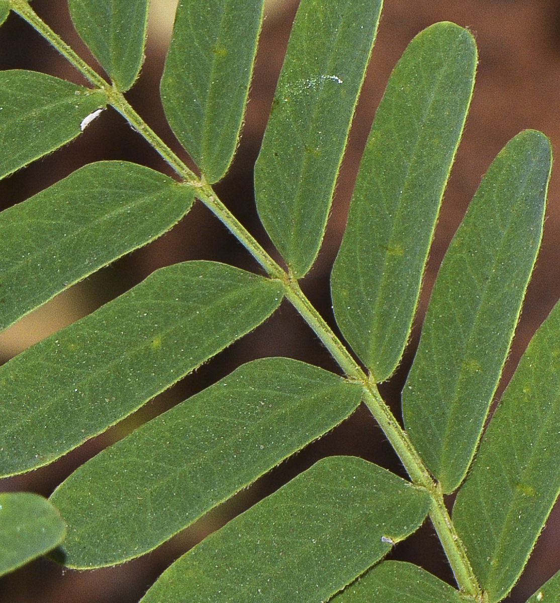 Image of Tamarindus indica specimen.