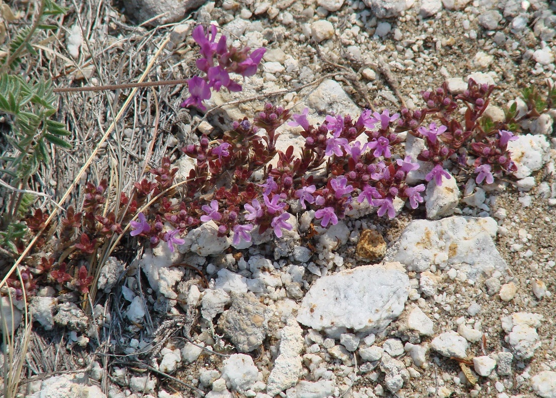 Изображение особи Thymus baicalensis.