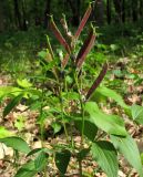 Lathyrus vernus. Верхушка плодоносящего растения. Татарстан, г. Бавлы. 17.05.2010.