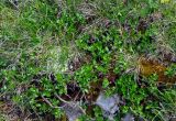 Salix apoda. Цветущие растения. Адыгея, Фишт-Оштеновский массив, гора Оштен, ≈ 2600 м н.у.м., альпийский луг. 06.07.2017.