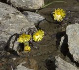 Tussilago farfara. Цветущие растения. Кабардино-Балкария, Эльбрусский р-н, нижняя часть склона г. Чегет, зона леса, временный ручей от таяния снега. 21.05.2009.