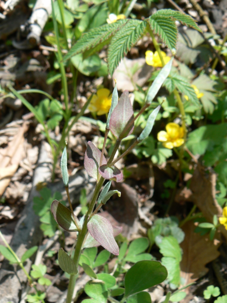 Image of Corydalis ambigua specimen.