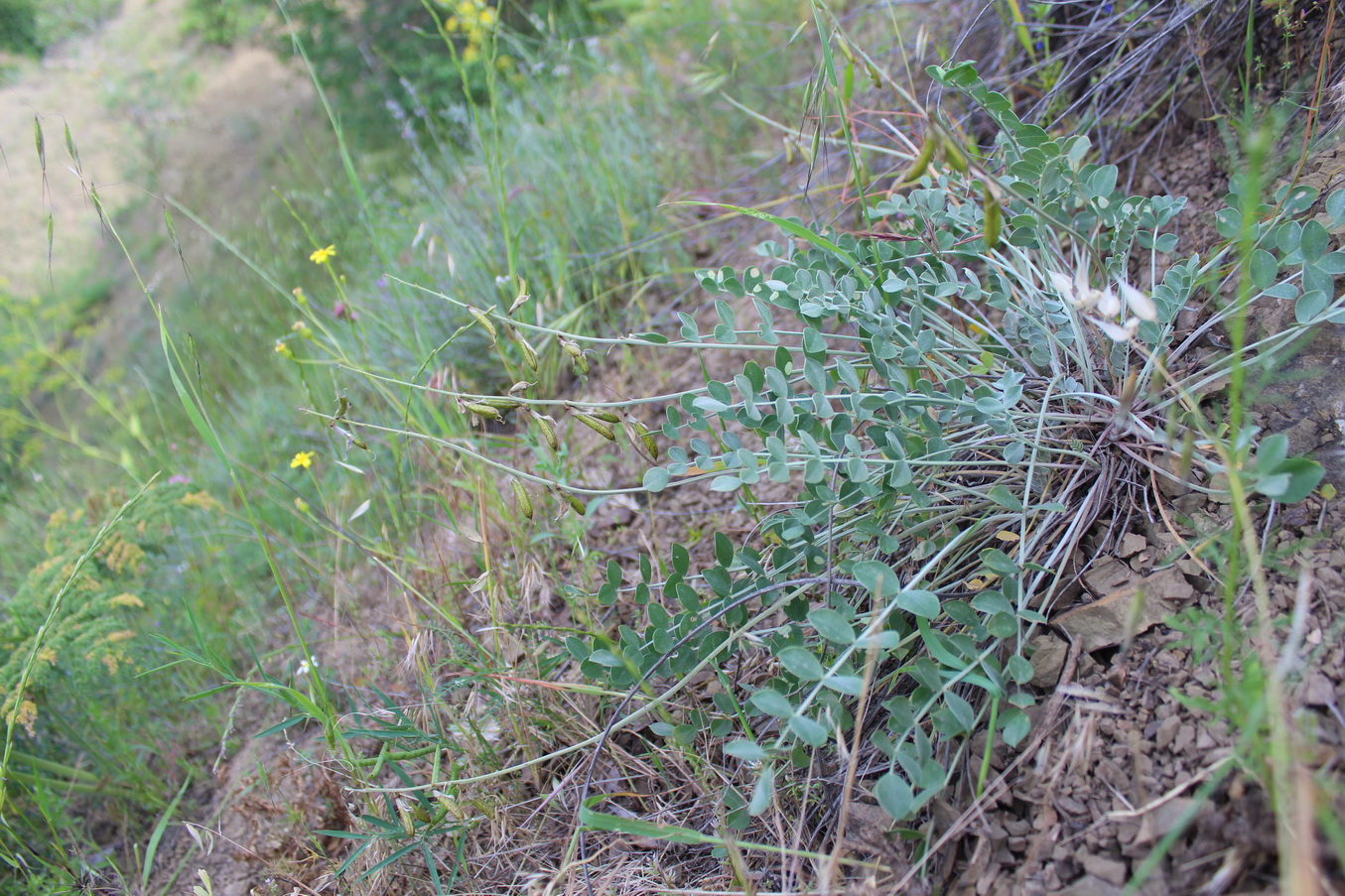 Image of Astragalus ackerbergensis specimen.