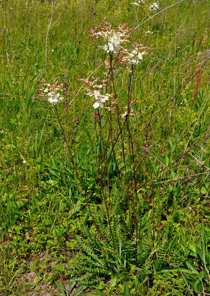 Image of Filipendula vulgaris specimen.