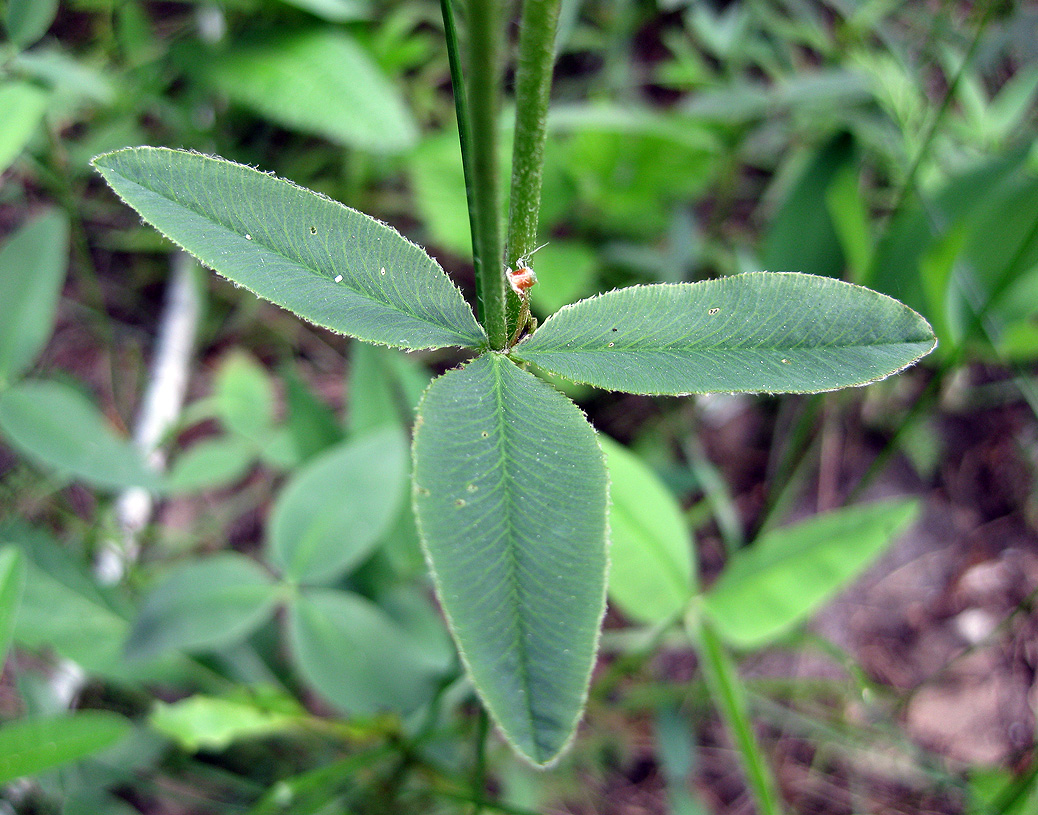 Изображение особи Trifolium montanum.