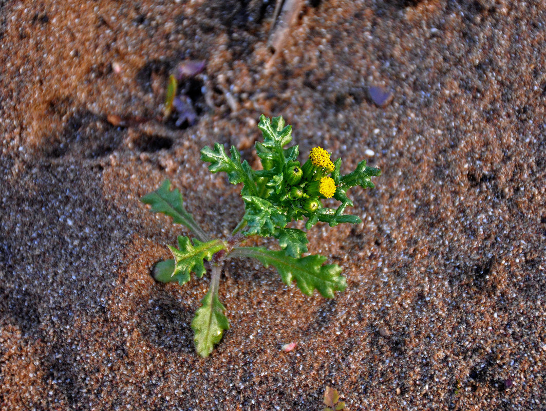 Image of Senecio vulgaris specimen.