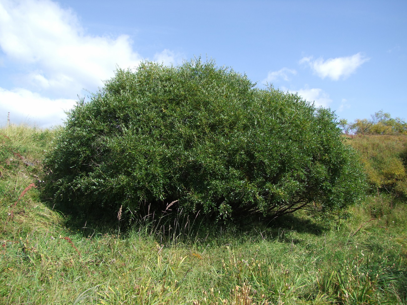 Image of Salix udensis specimen.