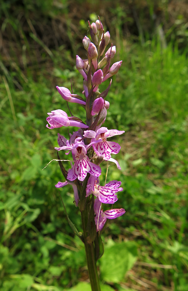 Image of Dactylorhiza fuchsii specimen.