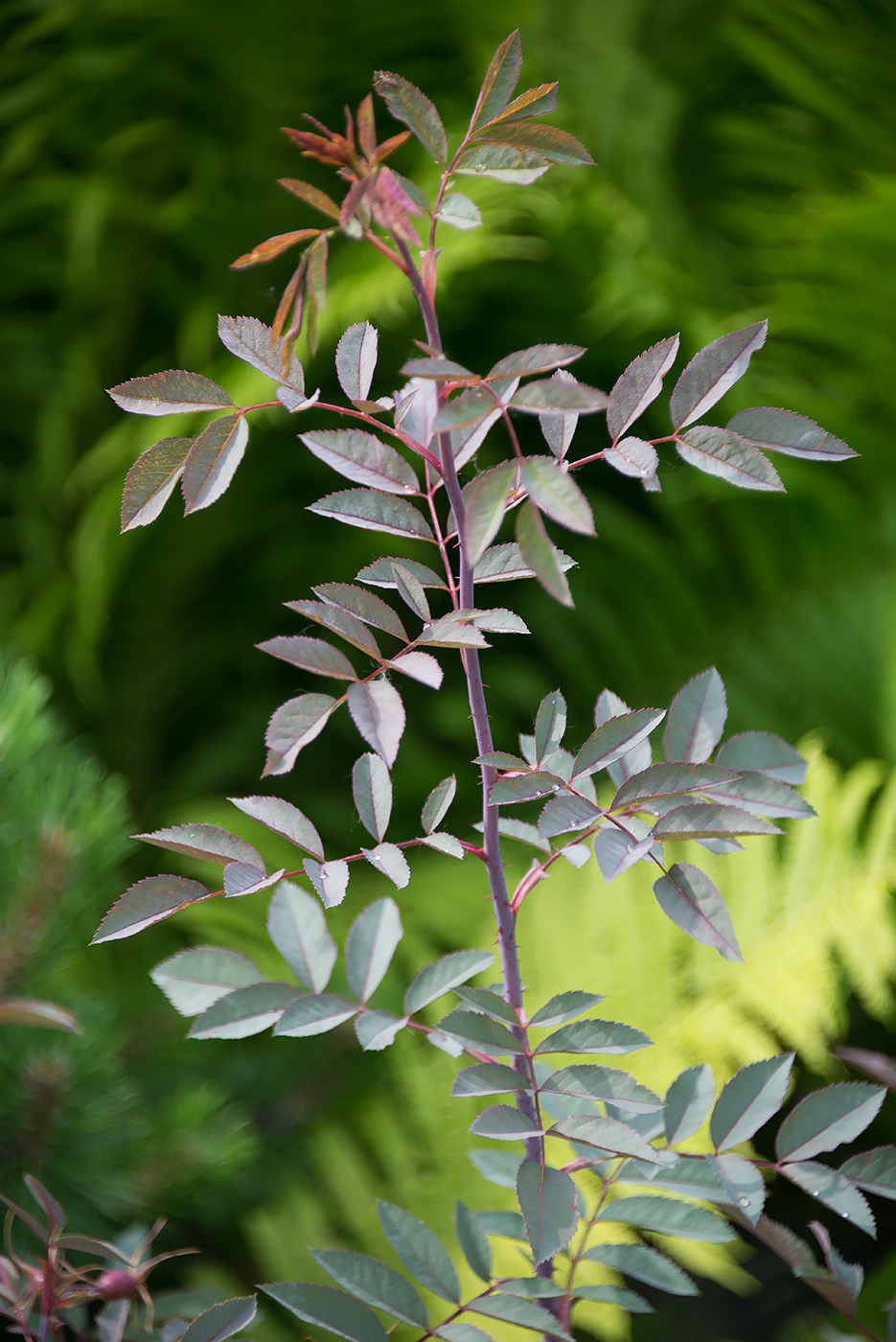 Изображение особи Rosa glauca.